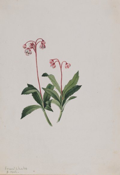 ウェスタン・ピプシセワ（Chimaphila umbellata） 作： メアリーヴォーウォルコット