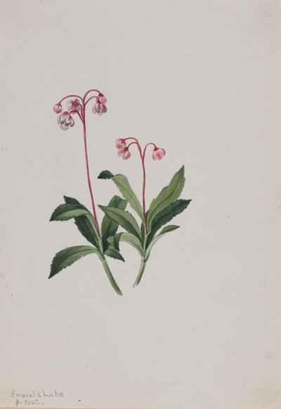 Western Pipsissewa Chimaphila umbellata, 1902. 作： Mary Vaux Walcott