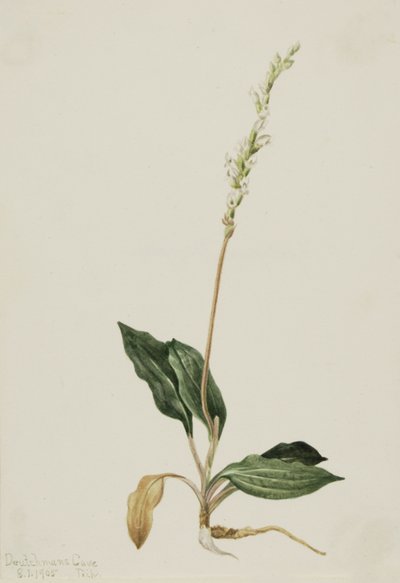 Western Rattlesnake Plantain Peranium decipiens, 1905. 作： Mary Vaux Walcott