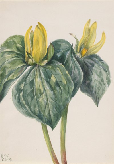 ホイッパーウィルの花（Trillium hugeri） 作： Mary Vaux Walcott