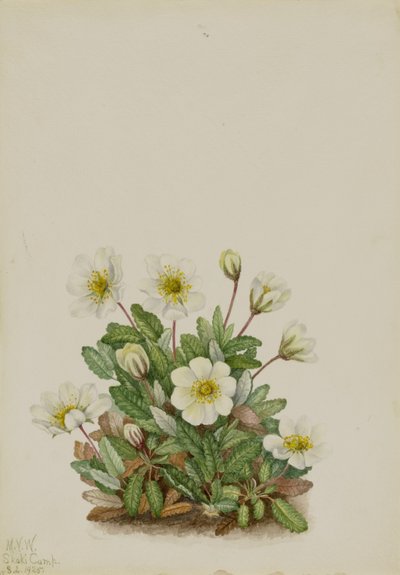 ホワイト・ドライヤード（Dryas octopetala） 作： メアリーヴォーウォルコット