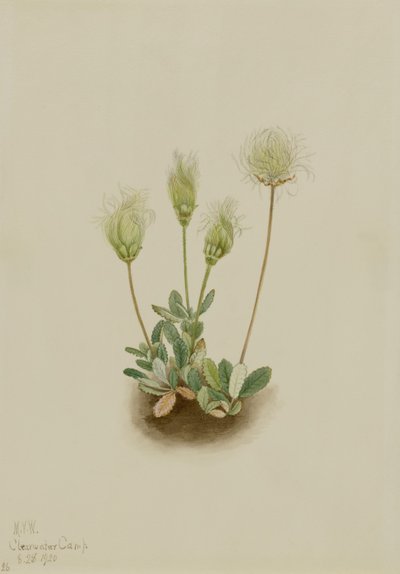 ホワイト・ドライヤード（Dryas octopetala） 作： Mary Vaux Walcott