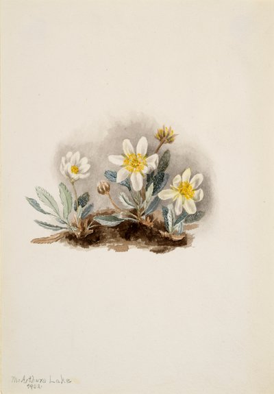 White Dryad Dryas octopetala, 1902. 作： Mary Vaux Walcott