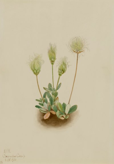 White Dryad Dryas octopetala, 1920. 作： Mary Vaux Walcott