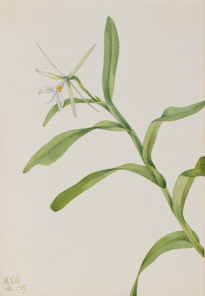 White Epidendrum Epidendrum nocturnum, 1919. 作： Mary Vaux Walcott