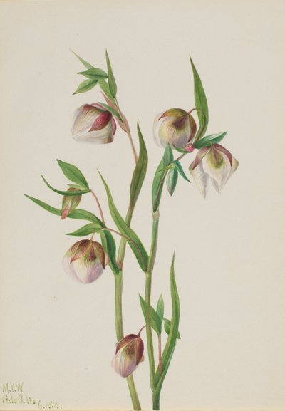 ホワイト・フェアリー・ランタン（Calochortus albus） 作： Mary Vaux Walcott