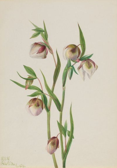 ホワイトフェアリーランタン Calochortus albus, 1933. 作： Mary Vaux Walcott