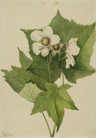 ホワイト・フラワー・ラズベリー（Rubus parviflorus） 作： Mary Vaux Walcott