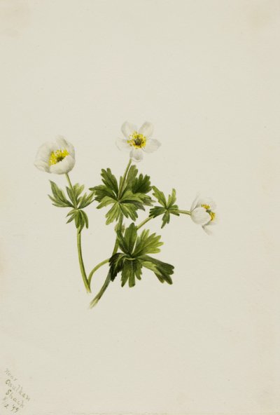 White Globeflower Trollius albiflorus, 1899. 作： Mary Vaux Walcott