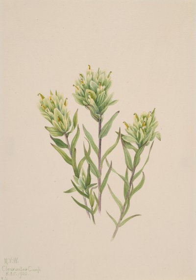 ホワイト・インディアン・ペイントブラシ Castilleja occidentalis, 1920. 作： Mary Vaux Walcott