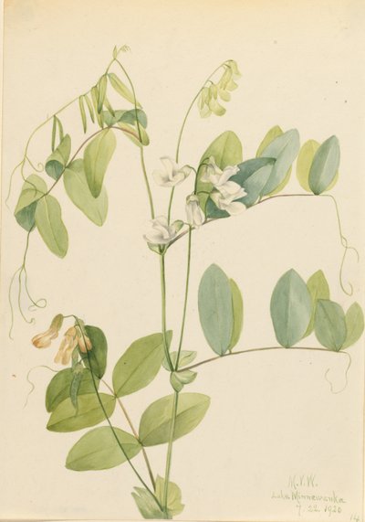 白エンドウ (Lathyrus ochroleucus) 作： メアリーヴォーウォルコット