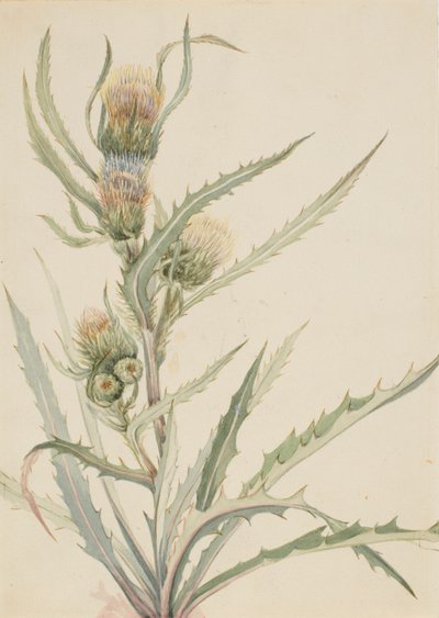 白アザミ（Cirsium hookeranum） 作： メアリーヴォーウォルコット