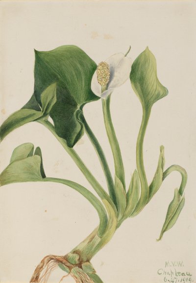 野生のカラ カラ パルストリス、1919 年。 作： Mary Vaux Walcott