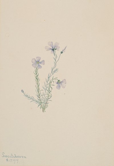 野生の亜麻 Linum lewisii, 1919. 作： Mary Vaux Walcott