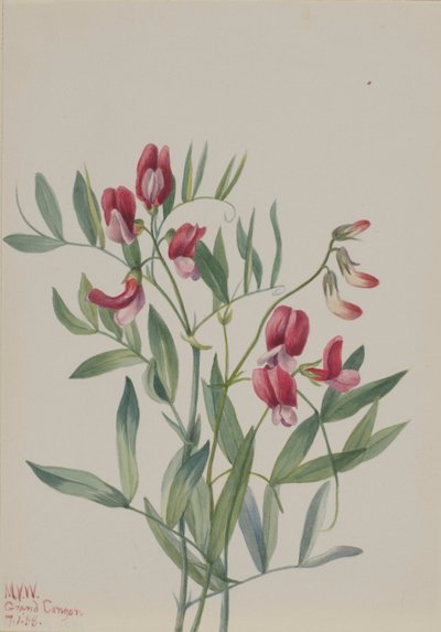 ワイルドピー（Lathyrus decaphyllus） 作： Mary Vaux Walcott