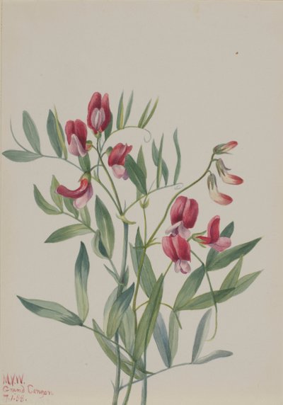 野生のエンドウ Lathyrus decaphyllus, 1938. 作： Mary Vaux Walcott