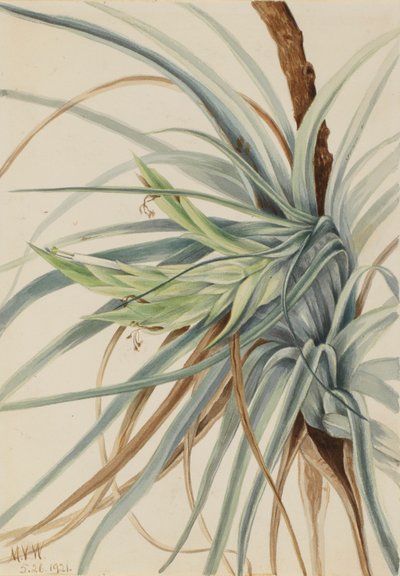 ワイルド・パイナップル（Tillandsia fasciculata） 作： Mary Vaux Walcott