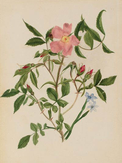 Wild Rose and Blue-eyed Grass Rosa species and Sisyrinchium species, n.d. 作： Mary Vaux Walcott