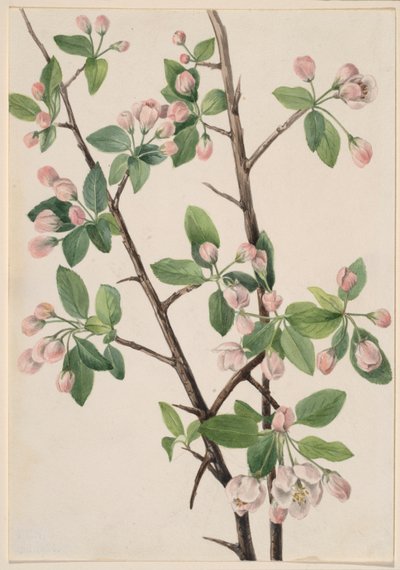 野生のスウィート・クラブ（Malus coronaria） 作： Mary Vaux Walcott