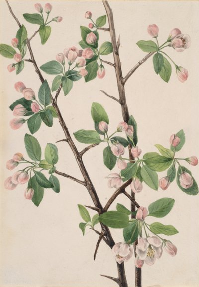 ワイルドスイートクラブ Malus coronaria, 1920. 作： Mary Vaux Walcott