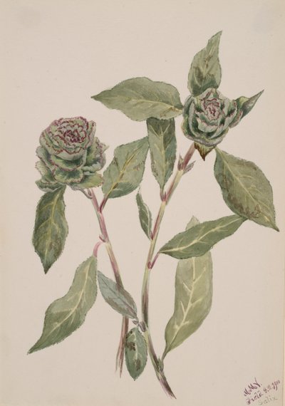 ヤナギ・サルスベリ、1900年 作： Mary Vaux Walcott