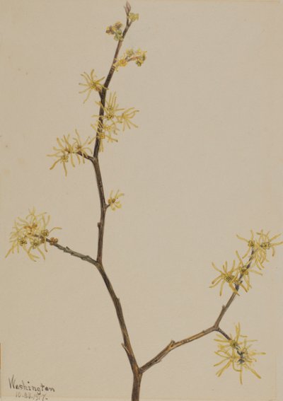 ウィッチヘーゼル Hamamelis virginiana, 1917. 作： Mary Vaux Walcott