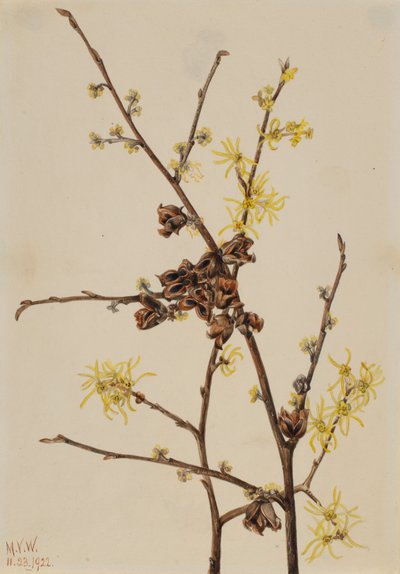 ウィッチヘーゼル Hamamelis virginiana, 1922. 作： Mary Vaux Walcott