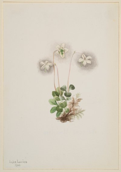 ウッドニンフ（Moneses uniflora） 作： Mary Vaux Walcott