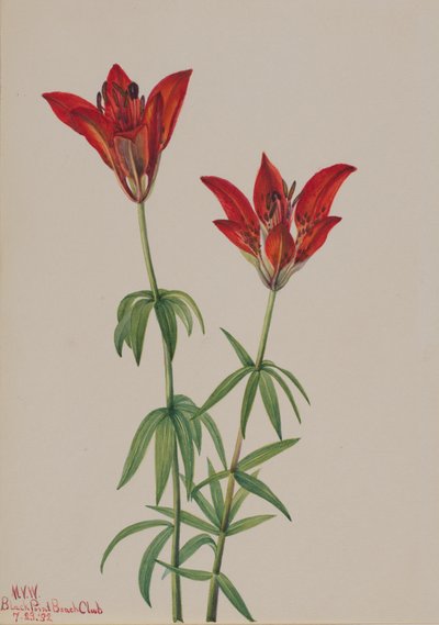 ウッド ユリ リリウム フィラデルフィカム、1932 年。 作： Mary Vaux Walcott