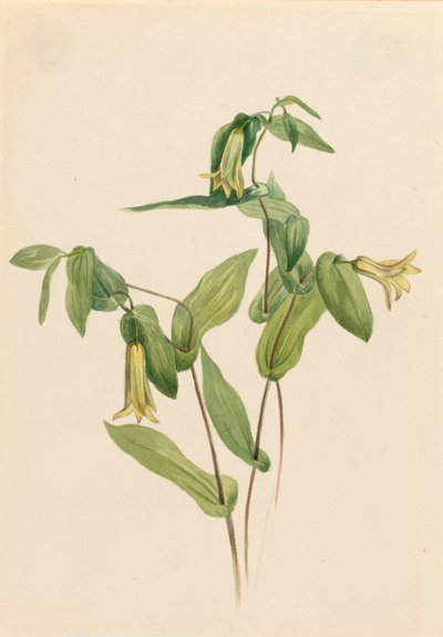 ウッド メリーベル Uvularia perfoliata, n.d. 作： Mary Vaux Walcott