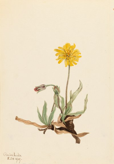 Woolly Agoseris Agoseris villosa, 1919. 作： Mary Vaux Walcott