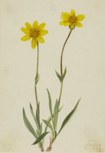 ウーリー・アルニカ (Arnica tomentosa) 作： Mary Vaux Walcott