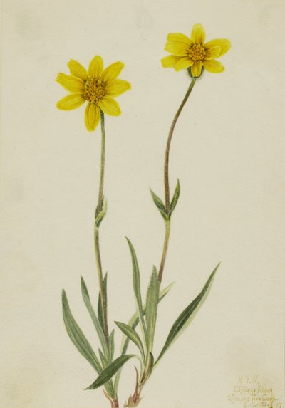 ウーリーアルニカ Arnica tomentosa, 1920. 作： Mary Vaux Walcott