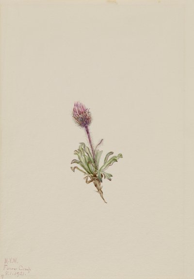 Woolly Fleabane Erigeron lanatus, 1921. 作： Mary Vaux Walcott