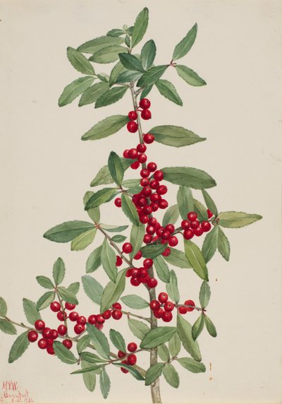 Yaupon Ilex vomitoria, 1926. 作： Mary Vaux Walcott