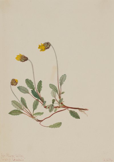 黄色のドライアド Dryas Drummondii、1904年。 作： Mary Vaux Walcott