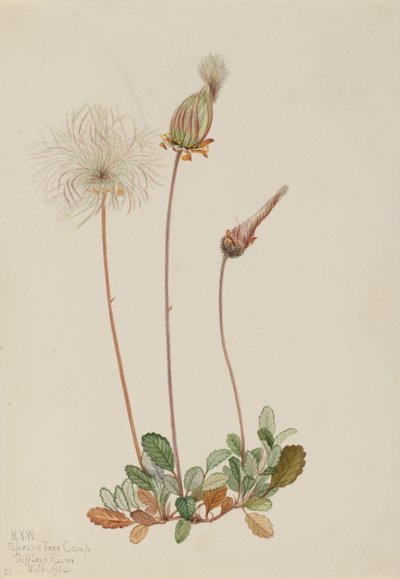 黄色いドライアドの果実 Dryas drummondii, 1920. 作： Mary Vaux Walcott