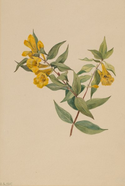 黄色いジェサミン Gelsemium sempervirens, 1905. 作： Mary Vaux Walcott