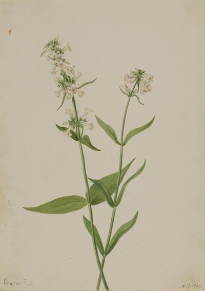 イエロー・ペントステモン（Pentstemon confertus） 作： Mary Vaux Walcott