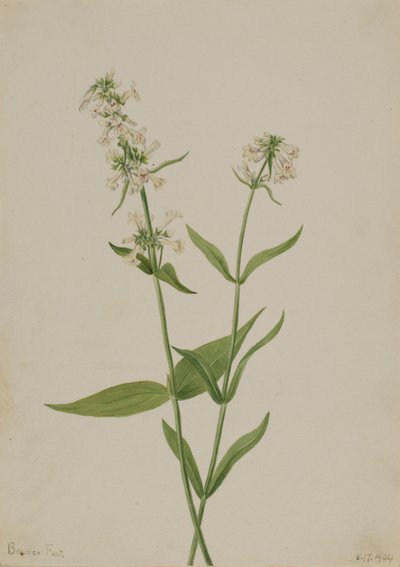 Yellow Pentstemon Pentstemon confertus, 1904. 作： Mary Vaux Walcott