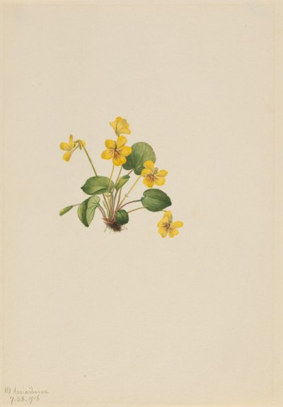 イエローバイオレット（Viola orbiculata） 作： Mary Vaux Walcott