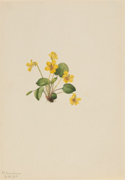 イエローバイオレット Viola orbiculata, 1916. 作： Mary Vaux Walcott