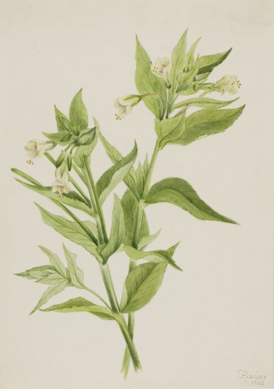 イエローウィローウィード（Epilobium lutem） 作： Mary Vaux Walcott