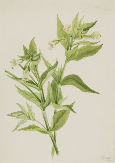 イエローウィローウィード Epilobium lutem, 1906. 作： Mary Vaux Walcott