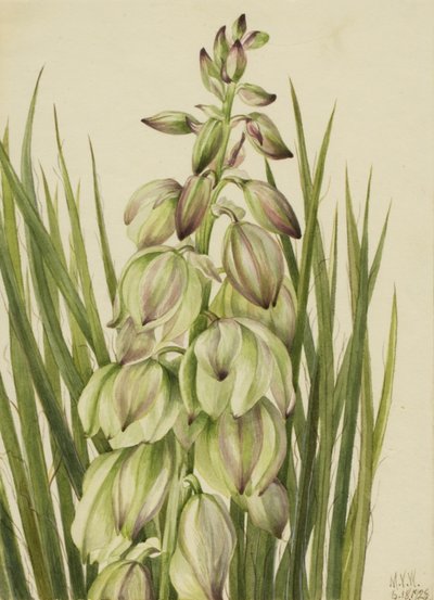 Yucca baileyi, 1928. 作： Mary Vaux Walcott