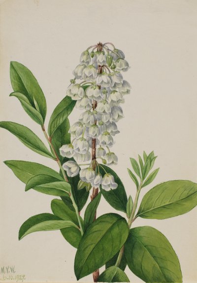 ゼノビア Zenobia cassinifolia, 1927. 作： Mary Vaux Walcott