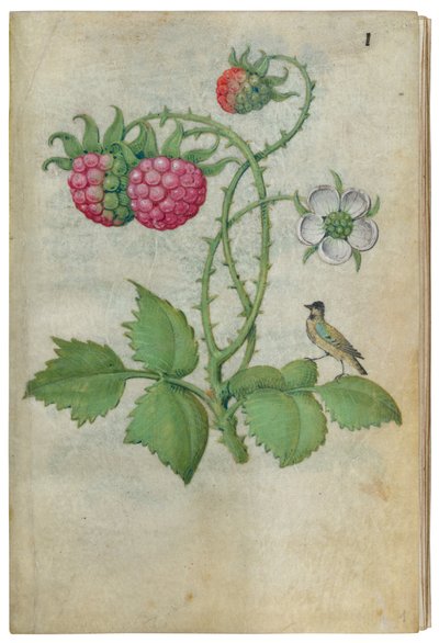 フラワースタディの本、ca。 1510-1515。 作： Master of Claude de France