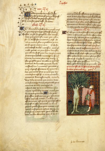 ハーレー 4431 、f.134v アポロとダフネ、「クリスティーヌ ド ピザンの作品集」より 作： Master of the Cité des Dames