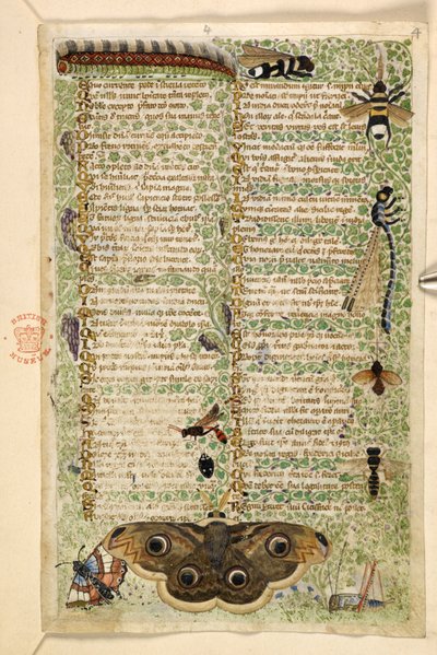 追加。 28841、f.4: ハチ、蛾、トンボ、毛虫、美徳と悪徳に関する論文、およびシチリアの匿名の散文史 (断片)、c.1330-40 (ベラム) 作： Master of the Cocharelli Codex