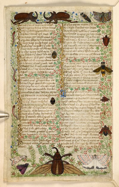 追加。 28841、f.4v：美徳と悪徳に関する論文、およびシチリアの匿名の散文史（断片）、c.1330-40（ベラム）からの蛾と角のあるカブトムシ 作： Master of the Cocharelli Codex